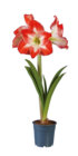 Amaryllis 1 tige en promo chez Lidl Béziers à 2,46 €