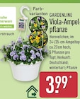 Viola-Ampelpflanze von Gardenline im aktuellen ALDI Nord Prospekt