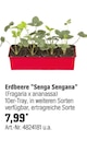 Aktuelles Erdbeere "Senga Sengana" Angebot bei OBI in Wuppertal ab 7,99 €