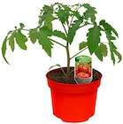 Tomatenpflanze »Historische Sorte« oder Hochbeet Mix Angebote bei REWE Ibbenbüren für 1,69 €