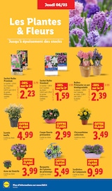 Promo Plantes dans le catalogue Lidl du moment à la page 28