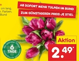 Tulpen im Angebot bei Netto Marken-Discount in Braunschweig Tulpen Angebote bei Netto Marken-Discount Braunschweig für 2,49 €