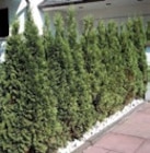 Thuja Pflanzen für 7,99 € bei Hornbach im Angebot Thuja Pflanzen im aktuellen Hornbach Prospekt