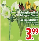 Aktuelles Amaryllis weiß mit Eukalyptus Cinerea oder 7er Tulpen Farbmix Angebot bei EDEKA in Augsburg ab 3,99 €