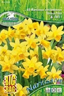 Zwergnarzisse-Blumenzwiebeln im Angebot bei Hagebaumarkt in Iserlohn Zwergnarzisse-Blumenzwiebeln Angebote bei Hagebaumarkt Iserlohn für 9,99 €
