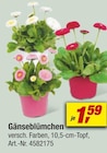 Gänseblümchen bei toom Baumarkt im Fürstenwalde Prospekt für 1,59 €