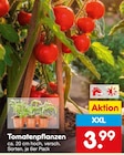 Tomatenpflanzen Angebote bei Netto Marken-Discount Nürnberg für 3,99 €