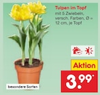 Tulpen im Topf Angebote bei Netto Marken-Discount Görlitz für 3,99 €