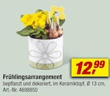 Aktuelles Frühlingsarrangement Angebot bei toom Baumarkt in Hagen (Stadt der FernUniversität) ab 12,99 €