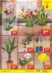 Aktueller Netto Marken-Discount Prospekt mit Blumen, "Aktuelle Angebote", Seite 23