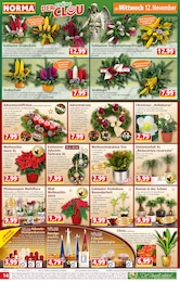 Ficus Angebot & Preis im aktuellen Norma Prospekt Ficus Angebot im aktuellen Norma Prospekt auf Seite 14