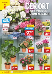 Aktueller Netto Marken-Discount Prospekt mit Blumen, "Aktuelle Angebote", Seite 4