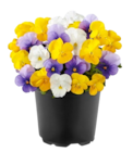 Aktuelle Blumen Angebote bei Penny in Bremen Aktuelles Hornveilchen Angebot bei Penny in Bremen ab 1,49 €