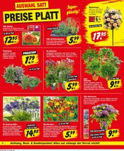 Hortensie im Repo Prospekt in Chemnitz Aktueller Repo Prospekt mit Hortensie, "Aktuelle Angebote", Seite 10