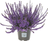 Bruyère Teintée - Gardenline en promo à 1,49 € chez Aldi Bruyère Teintée - Gardenline dans le catalogue Aldi