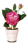Rosen im METRO Prospekt Rosen von im aktuellen METRO Prospekt für 3,99 €