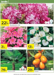 Offre Arum dans le catalogue Carrefour du moment à la page 105