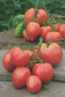Plants de tomates dans le catalogue Carrefour