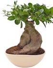 Ginseng Bonsai bei Penny im Mainhardt Prospekt für 9,99 €