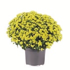 Chrysanthemenbusch bei Lidl im Monheim Prospekt für 3,49 €