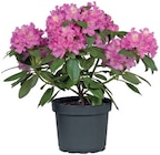 Rhododendron en promo chez Lidl Troyes à 7,99 €