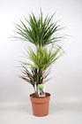 Dracaena "Carnaval" en promo chez Gamm vert Dracaena "Carnaval" dans le catalogue Gamm vert