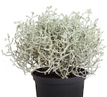 Wreesmann Döbern - Stacheldraht Angebot im Prospekt Stacheldraht bei Wreesmann im Döbern Prospekt für 1,59 €