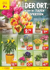 Aktueller Netto Marken-Discount Prospekt mit Blumen, "Aktuelle Angebote", Seite 22