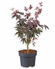 Promo Acer palmatum (érable du Japon) à 9,99 € dans le catalogue Lidl à Fourques-sur-Garonne