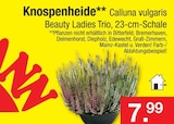 Zimmermann Magdeburg Prospekt mit  im Angebot für 7,99 €