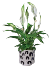 Mini-Spathiphyllum im aktuellen Lidl Prospekt für 2,99 €