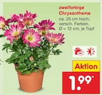 zweifarbige Chrysantheme im aktuellen Netto Marken-Discount Prospekt