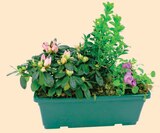 Composition 3 Plantes Jardinière 30 cm - Intermarché Hyper à Amiens Composition 3 Plantes Jardinière 30 cm en promo chez Intermarché Hyper Amiens à 13,99 €