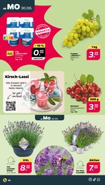 Joghurt im Netto mit dem Scottie Prospekt in Frankfurt Aktueller Netto mit dem Scottie Prospekt mit Joghurt, "Günstig. Besser. Für Dich.", Seite 2