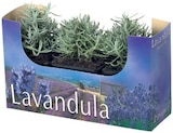 Barquette de lavande en promo chez Lidl Barquette de lavande dans le catalogue Lidl