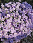 OBI Warburg - Aster dumosus "Alpha" Angebot im Prospekt Aster dumosus "Alpha" bei OBI im Warburg Prospekt für 2,49 €