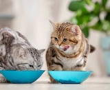 Katzen Nassnahrung von Gut & Günstig im aktuellen EDEKA Prospekt