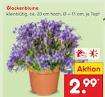 Glockenblume Angebote bei Netto Marken-Discount Lingen für 2,99 €