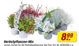 Herbstpflanzen-Mix bei toom Baumarkt im Ahrensburg Prospekt für 8,99 €