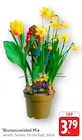 Blumenzwiebel Mix bei E center im Prospekt "" für 3,79 €