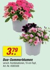 Aktuelles Duo-Sommerblumen Angebot bei toom Baumarkt in Mannheim ab 3,79 €
