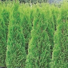 Aktuelles Thuja Smaragd Angebot bei Thomas Philipps in Dresden ab 5,99 €