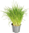 Aktuelle Rosmarin Angebote bei EDEKA in Recklinghausen Aktuelles Rosmarin Angebot bei EDEKA in Recklinghausen ab 1,79 €