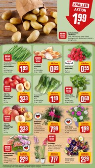Pflanzen im aktuellen REWE Prospekt (Freiburg (Breisgau)) Pflanzen im REWE Prospekt "Dein Markt" mit 16 Seiten (Freiburg (Breisgau))