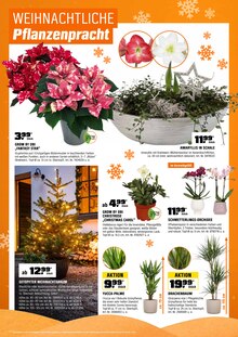 Blumen im OBI Prospekt "DEIN WEIHNACHTEN MACHBAR MIT OBI." mit 21 Seiten (Hamburg)