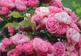 Rosiers buisson ECLOZ - ECLOZ dans le catalogue Delbard