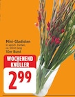 Mini-Gladiolen für 2,99 € bei E center im Angebot Mini-Gladiolen im aktuellen E center Prospekt