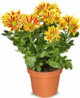 Chrysantheme im Angebot bei Netto Marken-Discount in Bottrop Chrysantheme Angebote bei Netto Marken-Discount Bottrop für 3,99 €