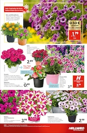 Margeriten Angebot & Preis im aktuellen Hellweg Prospekt Margeriten Angebot im aktuellen Hellweg Prospekt auf Seite 19