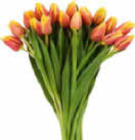 Großbund Tulpen Angebote bei Netto Marken-Discount Siegburg für 4,99 €
